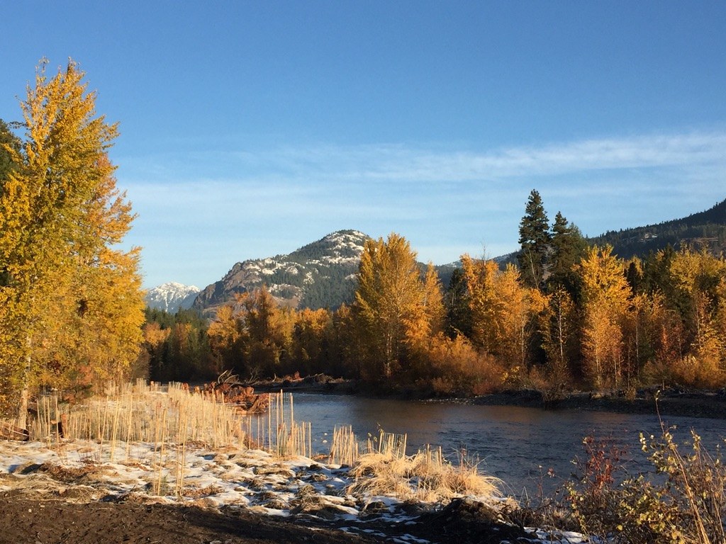 Golden cottonwoods along the Methow River in autumn, a snow-dusted peak behind